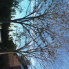 Poda acacia en lliça d'amunt (barcelona)