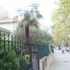 Retirada palmera
