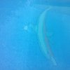 Alicatar piscina