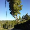 Cortar tres pinos de mi parcela