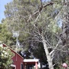 Podar pinos de grandes dimensiones