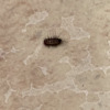 Fumigación o Desinsectación