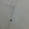 Fumigación o Desinsectación