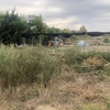 Mantener Jardín