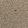 Fumigación o Desinsectación