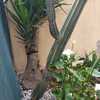 Retirar cactus del jardín