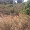 Quitar arboles de parcela