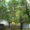 Podar arboles
