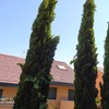 Talar árboles