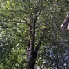Talar árboles