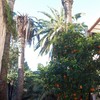 Corte Palmeras y Retirada Maleza
