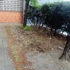 Talar árboles