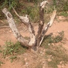 Cortar y retirar árbol muerto