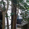 Cortar árbol