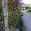 Reconstruccion de muro
