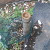 Plantar árboles