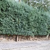 Derribar Muro