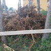 Mantener Jardín