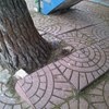 Talar un pino de 8o10 mt altura y 150 contorno tronco