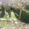 Poda arboles