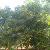 Podar 2 árboles aguacates