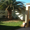 Cortar palmera