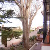 Talar arbol en algeciras