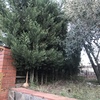 Talar árboles