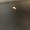 Fumigación o Desinsectación