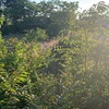 Desbrozar Jardín