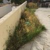 Desbrozar Jardín