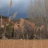 Poda de chopos en jaraba(zaragoza)