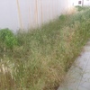 Desbrozar jardín