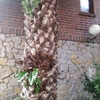 Talar árboles