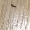 Fumigación o Desinsectación