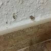 Plagas en la pared
