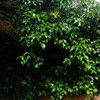 Sanear y cortar árboles