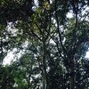 Poda arboles muy gandes
