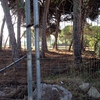 Podar y Cortar Pinos en Gava