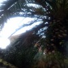 Poda de palmera
