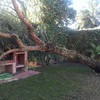 Retirar Árbol Caído por Vendaval y Poner Nuevo Árbol