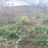 Realizar puesta apunto jardin