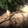 Arreglar arbol buganvilla