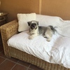 Tapizar almohadones conjunto sofa y butacas terraza