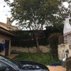 Cortar árbol