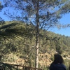Tala de un pino