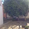 Cortar arboles