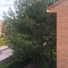 Podar árboles en madrid