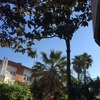 Podar magnolia y enzina