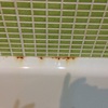 Esmaltar bañera